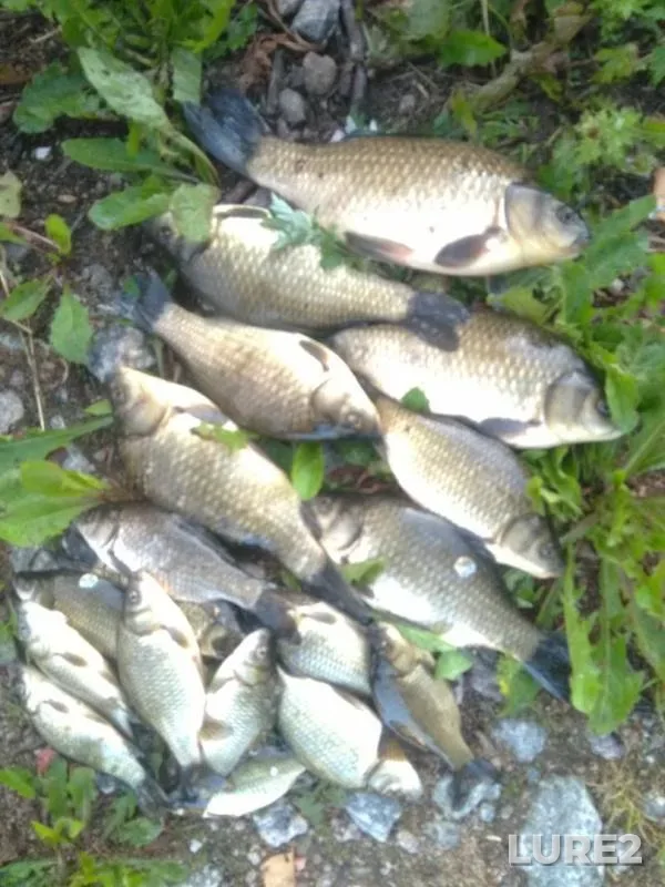 Crucian carp — Getmanskiy, Jul 13, 2019