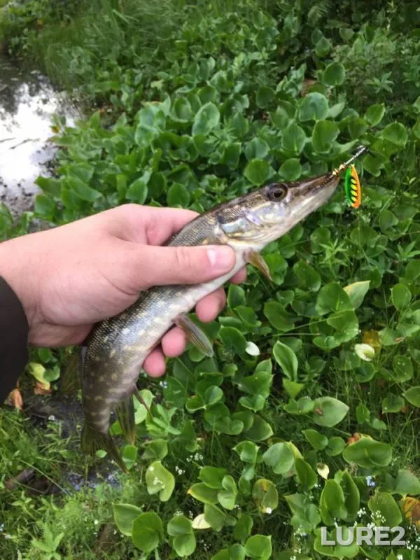 Pike — Leningradskaya oblast, Vsevolozhskiy rayon, Jun 30, 2019