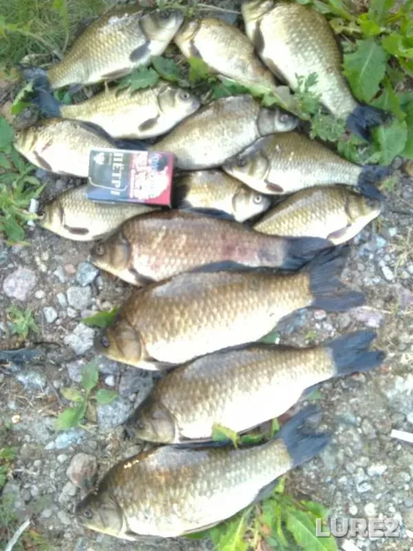 Crucian carp — Getmanskiy, Jun 20, 2019