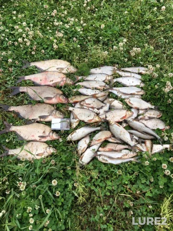 Bream, White bream — Volkhov, Jun 18, 2019