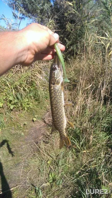 Pike — Dnіpropetrovska oblast, Sep 16, 2017