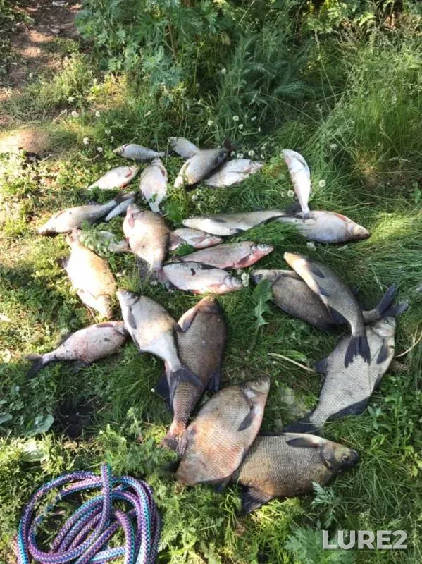 Bream — Karasta, Jun 17, 2019