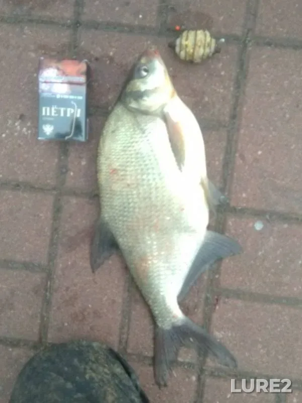 Bream — Strelka, Jun 16, 2019