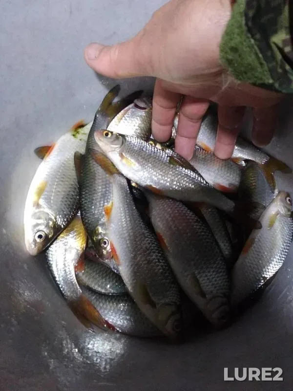 Roach — Leningradskaya oblast, Oct 18, 2019