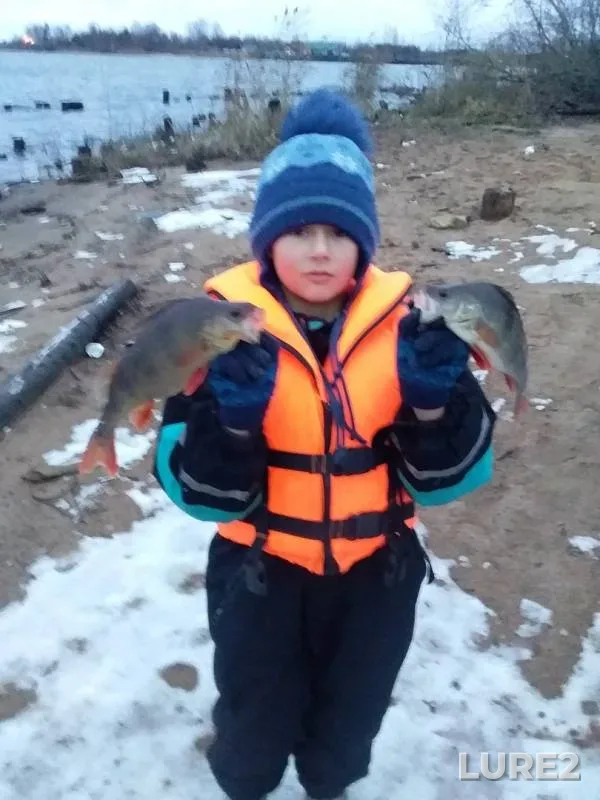 Perch — Kosopasha, Nov 04, 2019