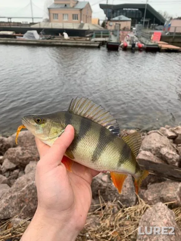 Perch — Malaya Nevka, Nov 17, 2019