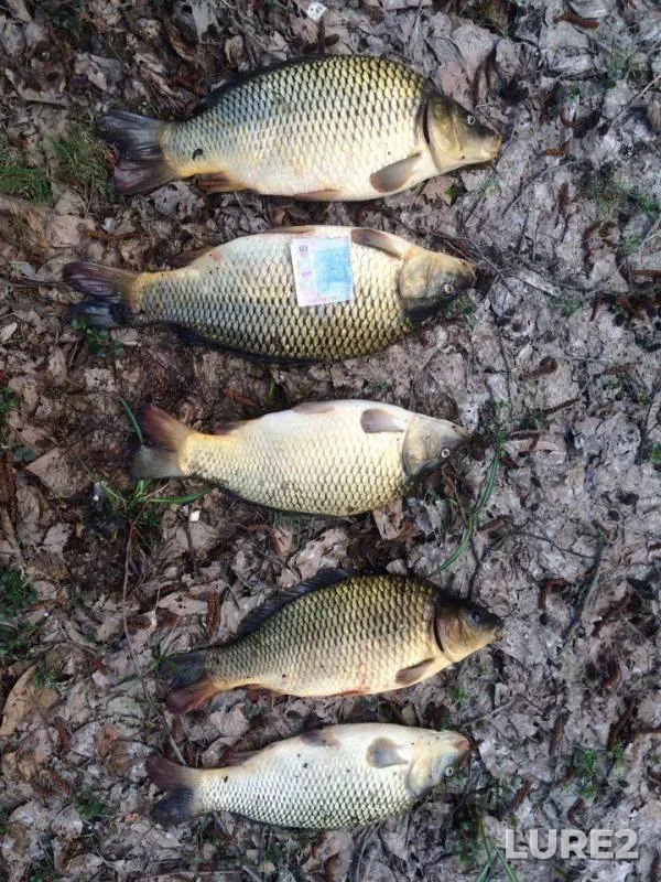 Carp — Zakarpatska oblast, Apr 01, 2017