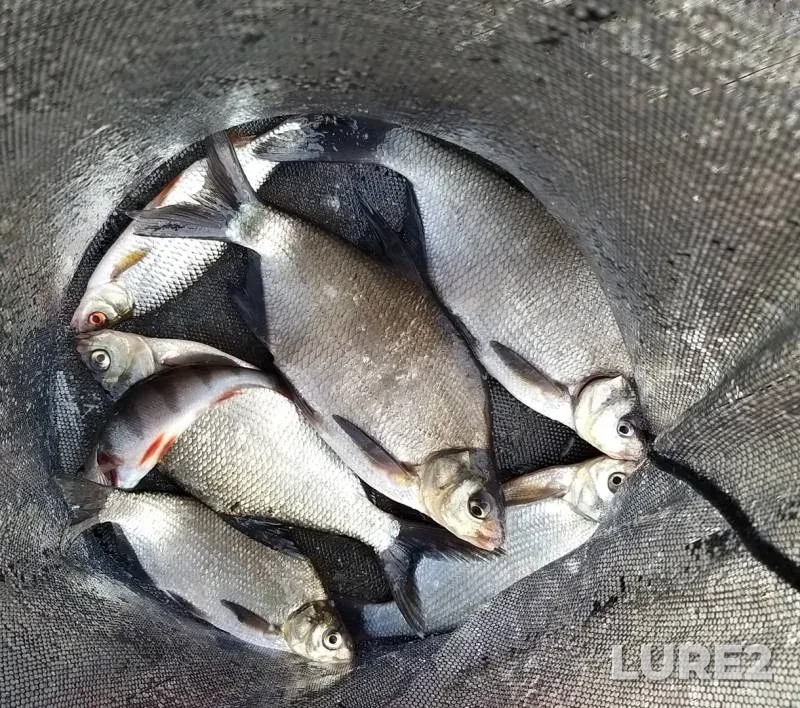Bream, Perch — Borodinskoye, Sep 20, 2019