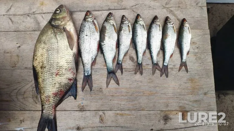 Bream, Roach — Respublika Kareliya, Lakhdenpokhskiy rayon, Sep 06, 2019