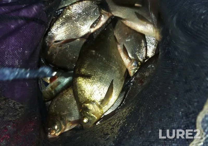 Bream — Borodinskoye, Aug 23, 2019