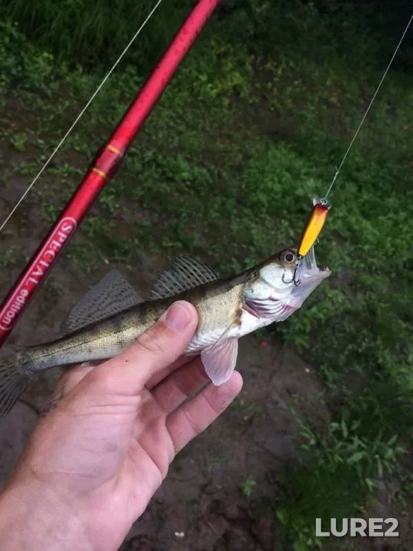 Perch, Pike — Bolshaya Sarapulka, Aug 08, 2018