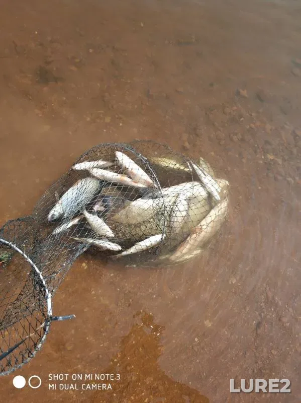 Bream — starorechye Volozhka, Jul 27, 2019