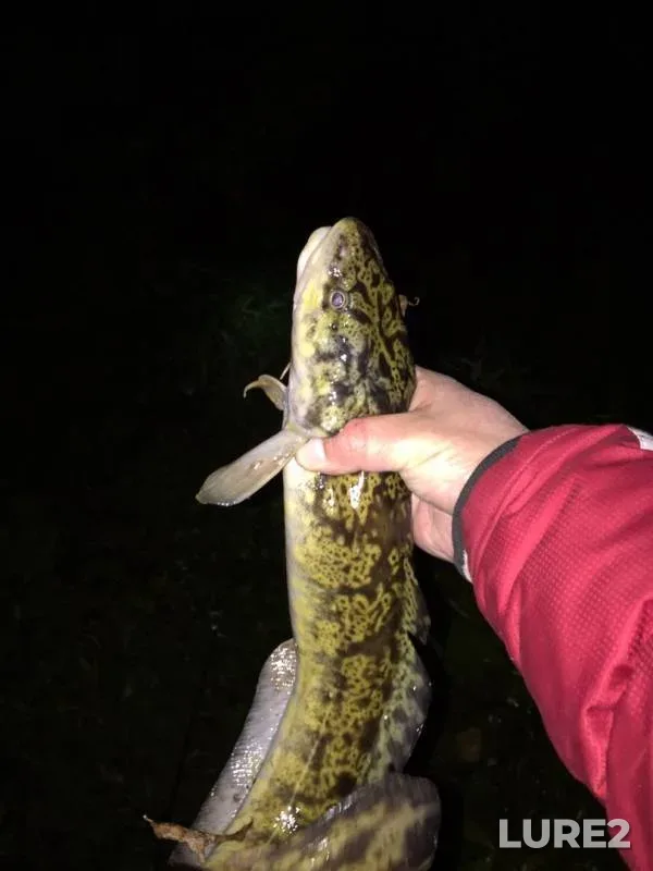 Burbot — Dyoma, Sep 27, 2019
