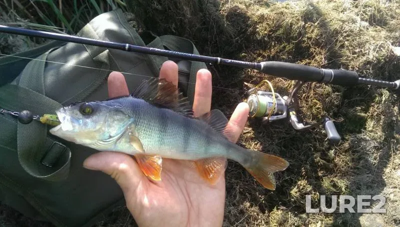 Perch, Pike — Dnіpropetrovska oblast, Sep 10, 2017