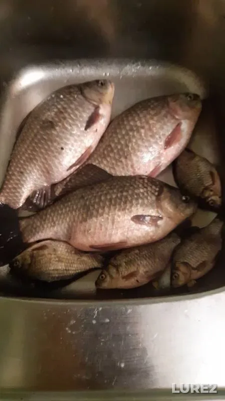 Crucian carp — Somovoye, Sep 23, 2019
