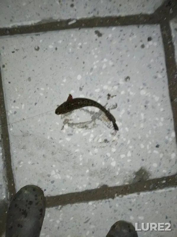 Burbot — Belaya, Oct 19, 2019