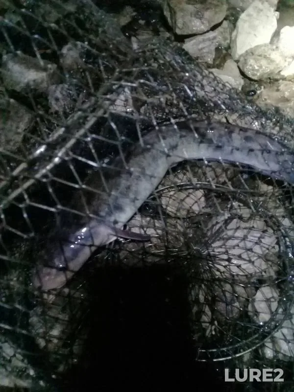 Burbot — Belaya, Oct 29, 2019