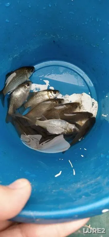 Crucian carp — Olkhovoye, Oct 17, 2019