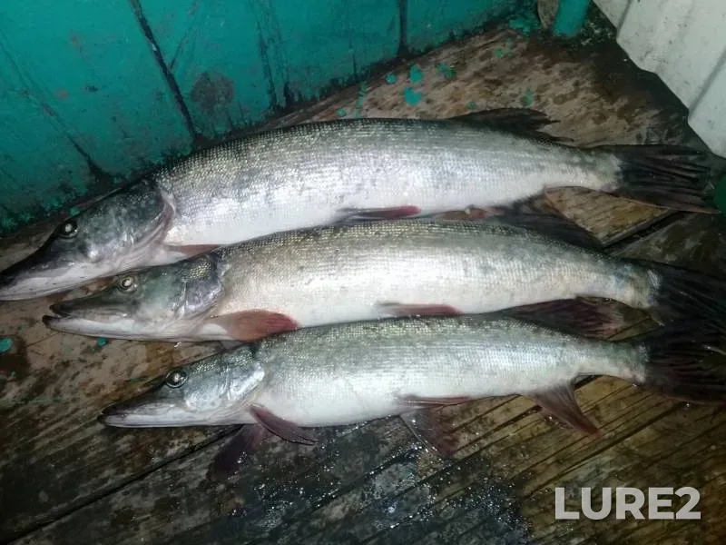 Pike — Baza, Oct 11, 2019