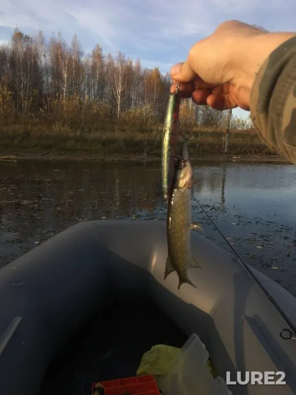 Pike — Respublika Bashkortostan, Blagoveshchenskiy rayon, Oct 07, 2019