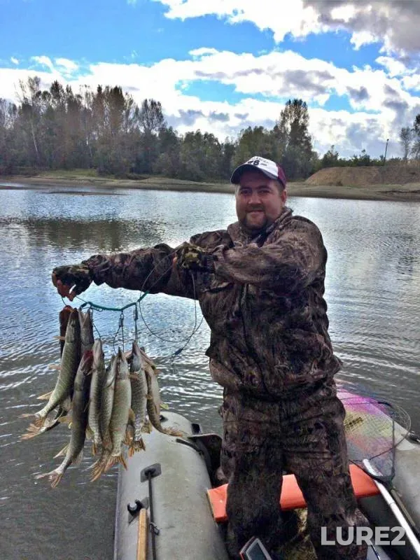 Burbot, Perch — protoka Bobrovskaya, Sep 09, 2017