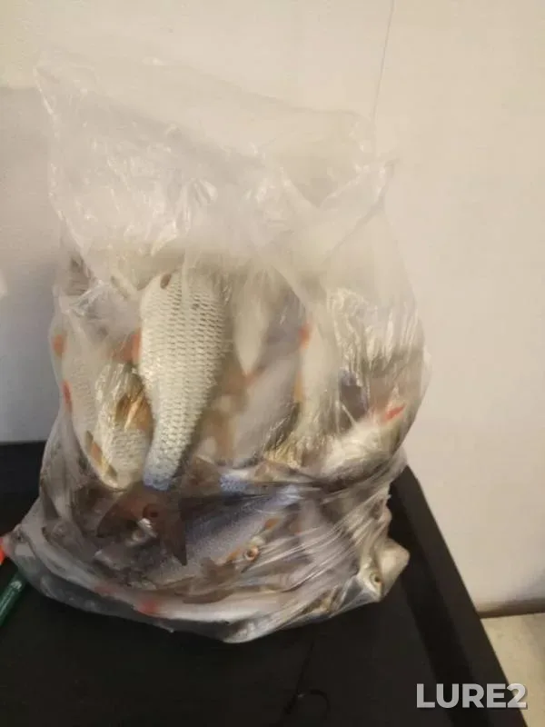 Perch, Roach — Maksimovskoye, Nov 21, 2019