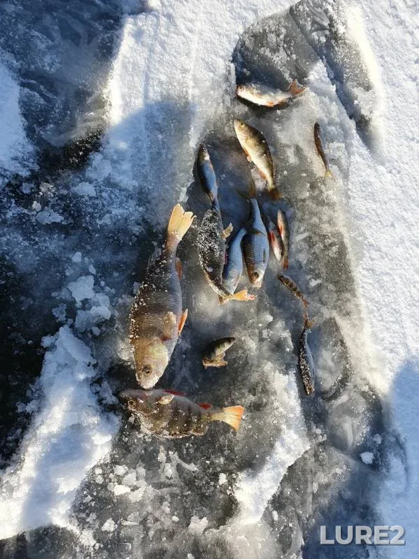 Perch, Roach — Bolshoye Ulpe, Nov 21, 2019