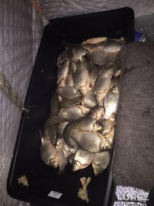 Crucian carp — Uyelgi, Nov 27, 2019