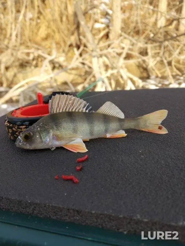 Perch — Respublika Bashkortostan, Nov 28, 2019