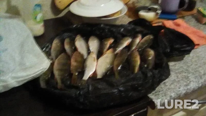 Perch, Roach — Maksimovskoye, Nov 29, 2019