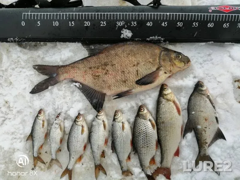 Bream, Ide — Malaya Poksha, Mar 28, 2019