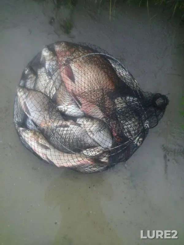 Bream, Crucian carp — Dnepr, Aug 27, 2017