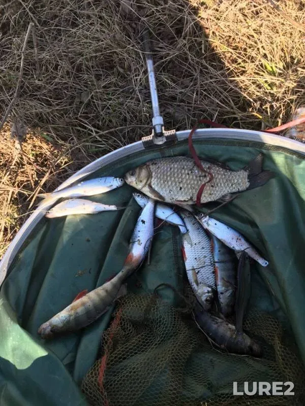 Crucian carp, Perch — Zainskoye, Apr 13, 2019