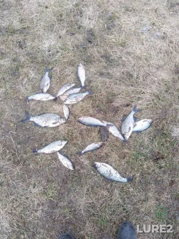 Bream — Suda, Apr 23, 2019