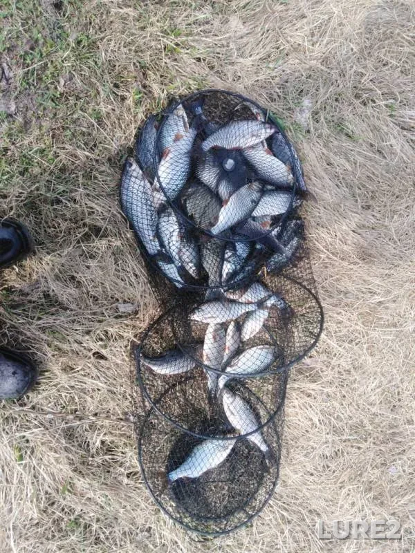 Crucian carp — Suda, Apr 27, 2019