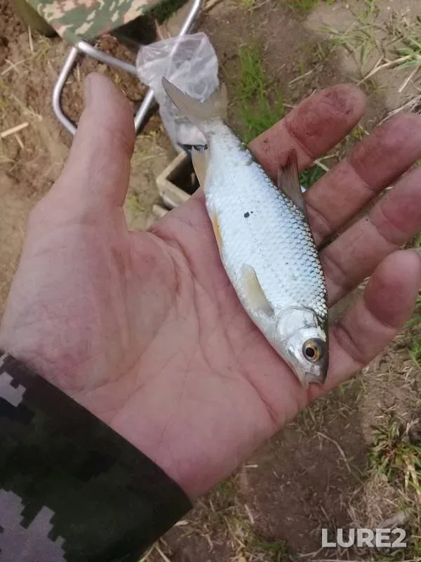 Roach — kanal Shirokiy, May 03, 2019