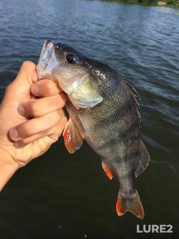 Perch — Shiyanka, Aug 26, 2017