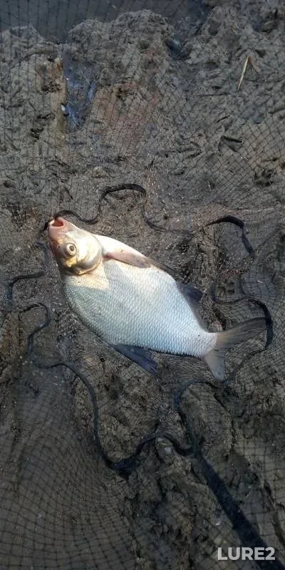 Bream, Roach — Kazanka, May 13, 2019