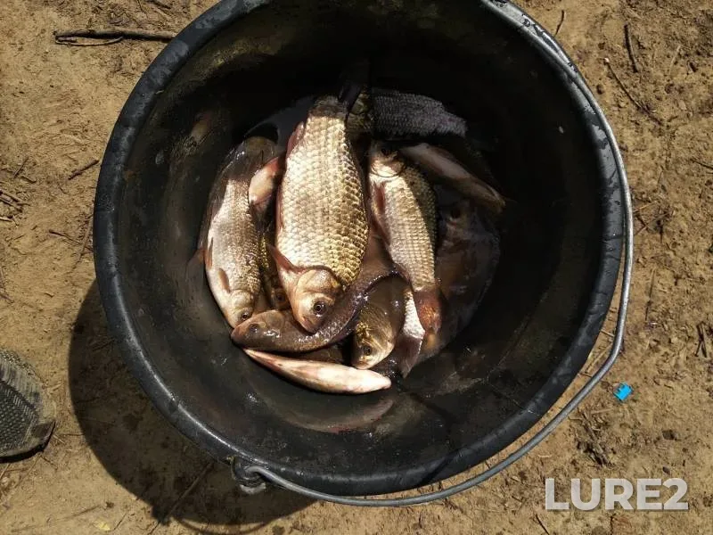 Crucian carp — Moskovskaya oblast, May 21, 2019
