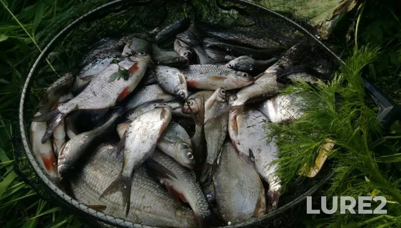 Bream, Roach — Upa, May 21, 2019