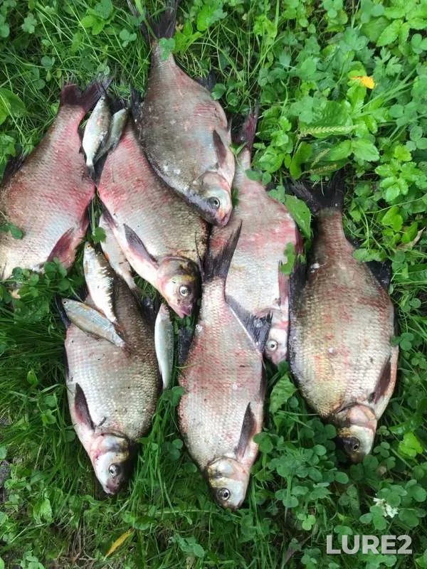Bream, Roach — Oka, Jul 24, 2019