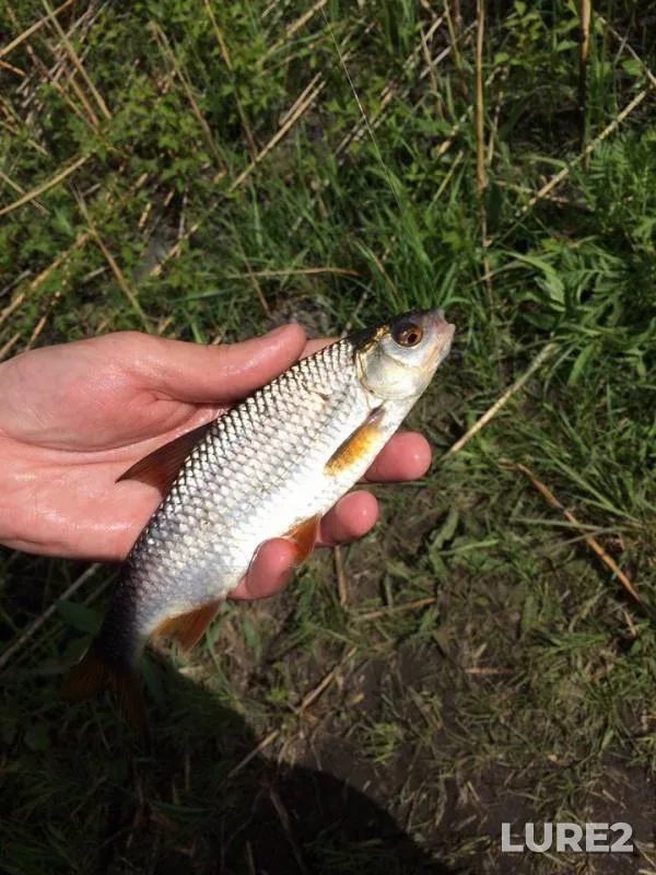 Roach — Dnіpropetrovska oblast, Kam'yanskiy rayon, May 02, 2017