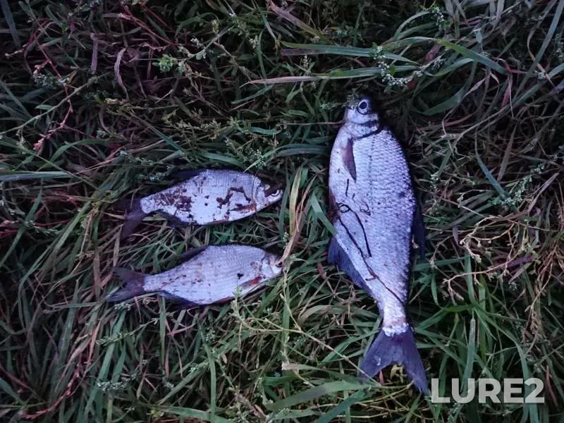 White bream — Klyazma, Sep 14, 2019