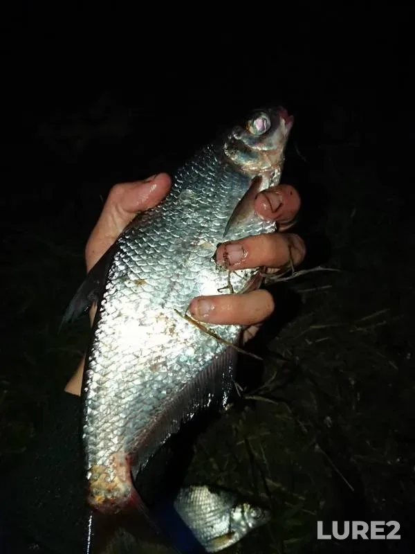 White bream — Klyazma, Sep 08, 2019