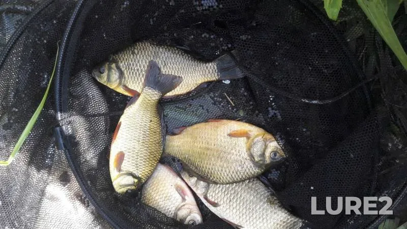 Crucian carp — Samarskaya oblast, Aug 19, 2019
