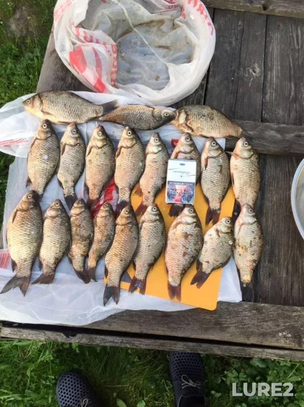 Crucian carp — Novgorodskaya oblast, Jul 27, 2019