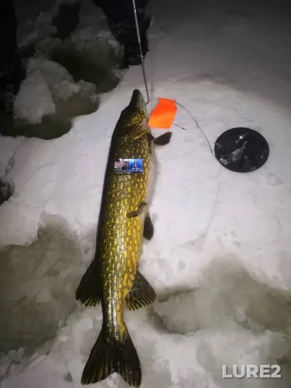 Pike — Leningradskaya oblast, Slantsevskiy rayon, Jan 04, 2019