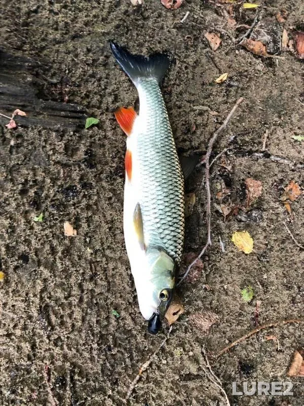 Chub — Kondurcha, Aug 21, 2019