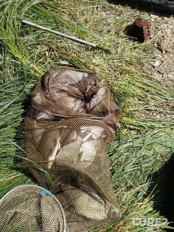 Bream — Samara, Sep 05, 2019