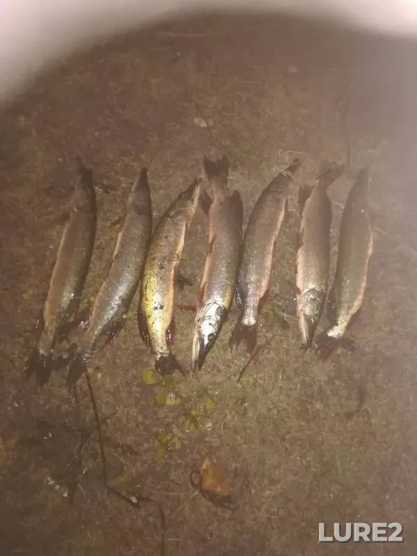 Pike — Tatyanka, Sep 04, 2019